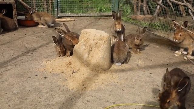 Зайчата покоряют Башню-Кулич! смотреть онлайн