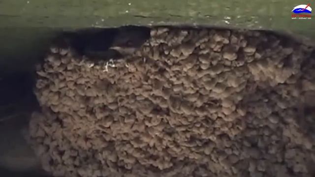 Как ласточки кормят своих птенцов? смотреть онлайн