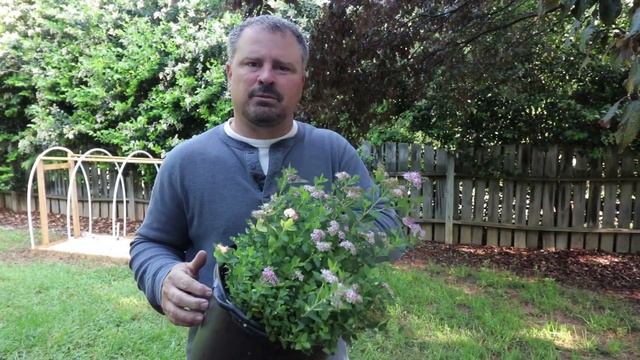 How to grow Little Princess Spirea with a detailed description смотреть онлайн