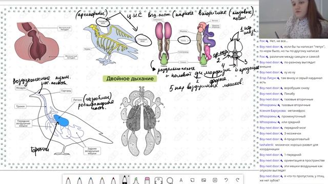 Биология. Птицы. Всё для ЕГЭ смотреть онлайн