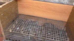 ПЕРЕПЕЛА, ВЕСЬ ЦИКЛ/ СТОИТ ЛИ? НАШИ ВПЕЧАТЛЕНИЯ, ВЕС ТУШКИ, ЖАРИМ ПЕРЕПЕЛОВ.