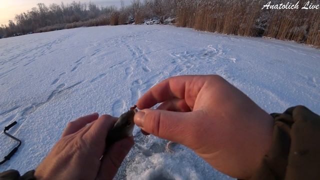 Зимняя рыбалка в Сибири. Ловим окуня на мормышку. Размер окуня спортивный! )) смотреть онлайн