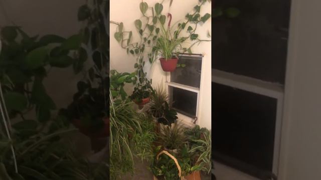 Samima’s jungle смотреть онлайн