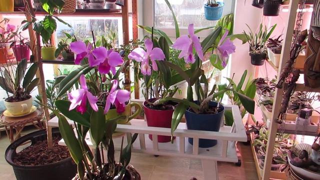 Праздник цветения Cattleya labiata из питомника AWZ, Бразилия смотреть онлайн