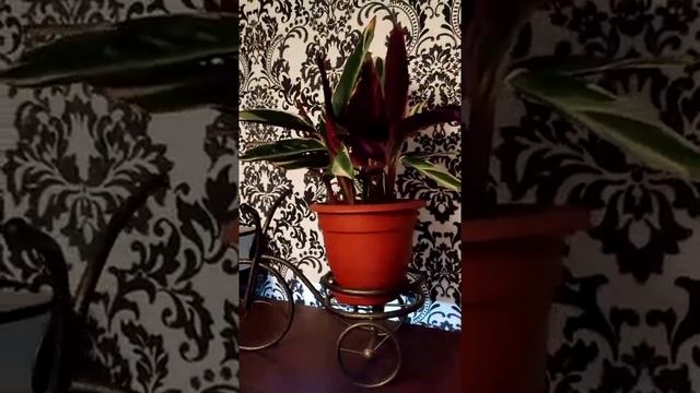 строманта триколор смотреть онлайн