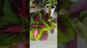 Колеусы, формировка Блюме