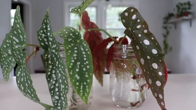 how to prune and propagate angel wing begonias смотреть онлайн