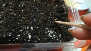 Люпин начал всходить, пересадка.