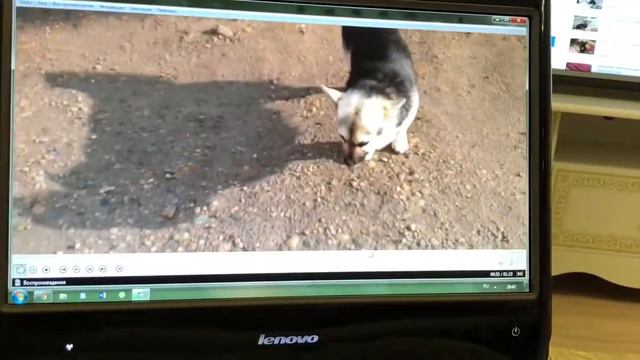 Французский Бульдог Марсик беседа с Александром Доком смотреть онлайн