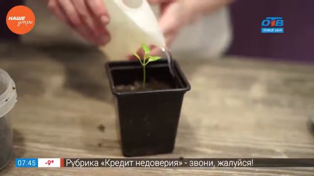 Садовые истории — пикировка смотреть онлайн