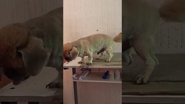 The Pekingese cut his hair. / Пекинес подстригся. / стрижка собак. смотреть онлайн