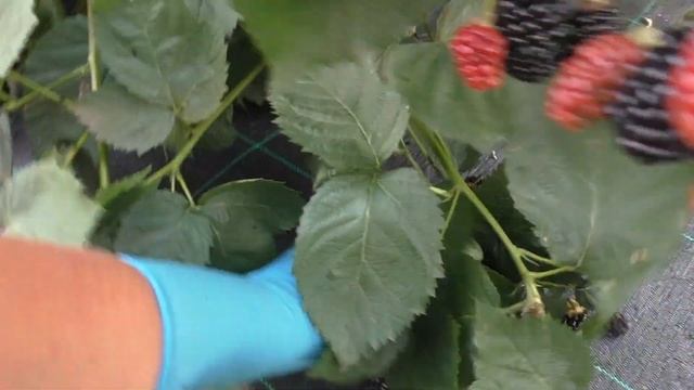 Самый лучший сорт ежевики в моих условиях смотреть онлайн