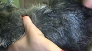 [Тримминг собак] [груминг] обучение от грумера Бакиной Марины