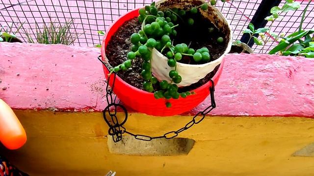 STRING Of Pearls Plant Care And Propagation || How to Grow & Propagate String Of Pearls Succulent смотреть онлайн