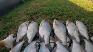 Лещ горячего копчения! Самый простой и ВКУСНЫЙ СПОСОБ!!!