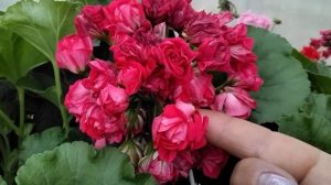 #397.Что происходит с пеларгонией Ю-Анна Каренина!? Специфика выращивания сорта.