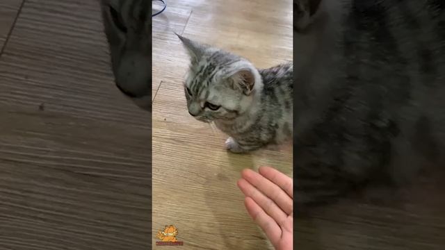 Очаровательные котята-манчкины ~ Видео о милых и забавных кошках и котятах смотреть онлайн