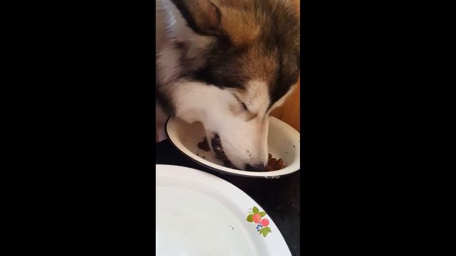 Маламут против кота?  / Malamute Versus Cat? / МАЛАМУТЛЯНДИЯ