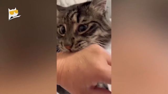 1 Hour of Funniest Animals 2023 - Funniest Cats and Dogs ?? смотреть онлайн