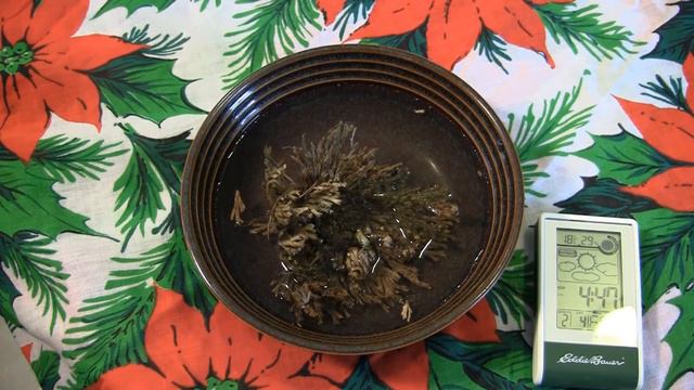 Resurrection Plant смотреть онлайн
