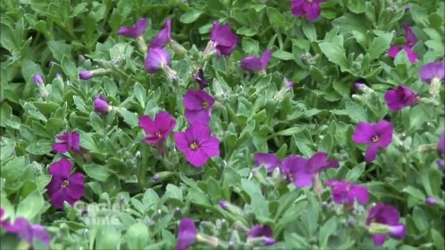 Plant Pick-Aubrieta 'Axcent Deep Red' смотреть онлайн