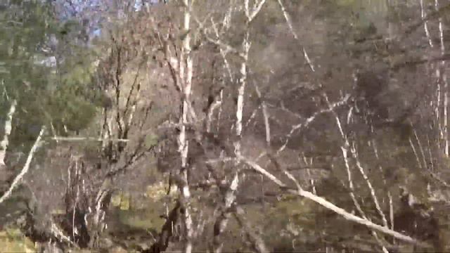 Чегемское ущелье. Хвойные леса. Кавказкие горы. Путешествие на Кавказе. смотреть онлайн