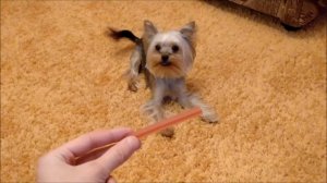 Йорк Белка звонко лает за лакомство