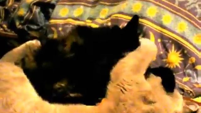 На сон грядущий. Кошачьи нежности. смотреть онлайн