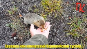 ЕВРАЖКА - УНИКАЛЬНЫЙ КАМЧАТСКИЙ СУСЛИК - Камчатка Николая Пивненко