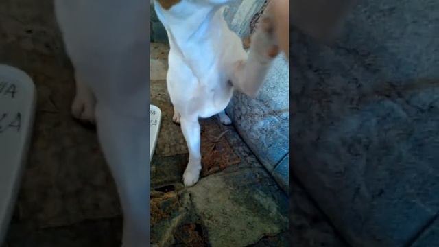 как Я научила Лайма команде двойная пятёрка смотреть онлайн