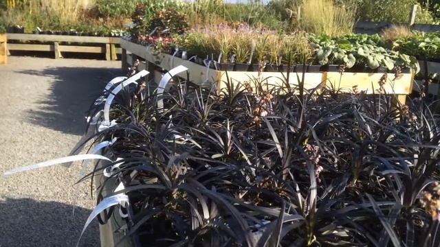 Ophiopogon planiscapus 'Nigrescens' смотреть онлайн