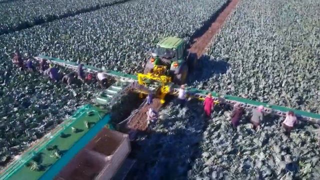 Уборка брокколи транспортером НОУТ-18 в Молдове 2019 г. www.933944.ru смотреть онлайн