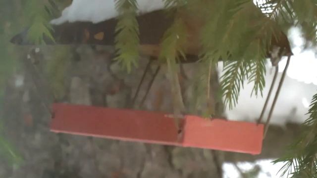 Что угрожает синице зимой: Голод и Холод ? Покормите птиц зимой смотреть онлайн