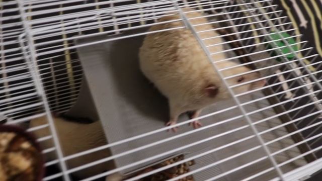 КРЫСКИ ВОРУЮТ ВКУСНЯШКИ :) смотреть онлайн