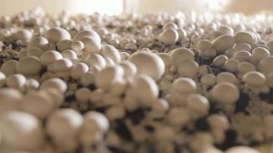 ТЕХНОЛОГИЯ ВЫРАЩИВАНИЯ ШАМПИНЬОНА ЗА 4 МИНУТЫ