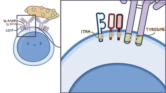 Дифференцировка и активация В-клеток/В-лимфоцитов смотреть онлайн