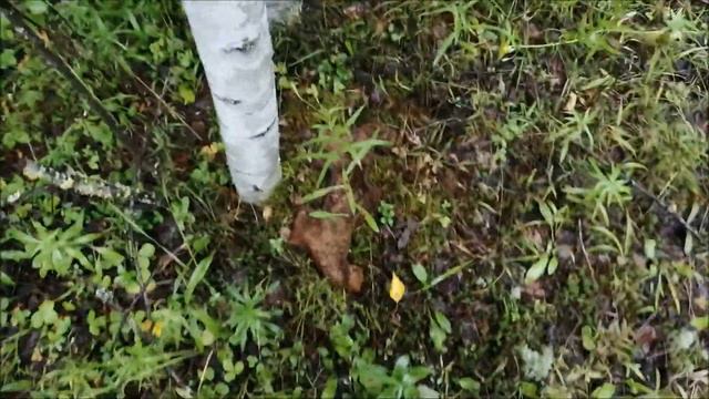 Лесной коп металла с МД. смотреть онлайн