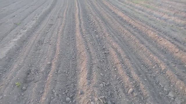 Просапка буряка, первичная