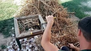 Сколько чеснока мы собрали с 1 сотки? Рекордные размеры головки чеснока!