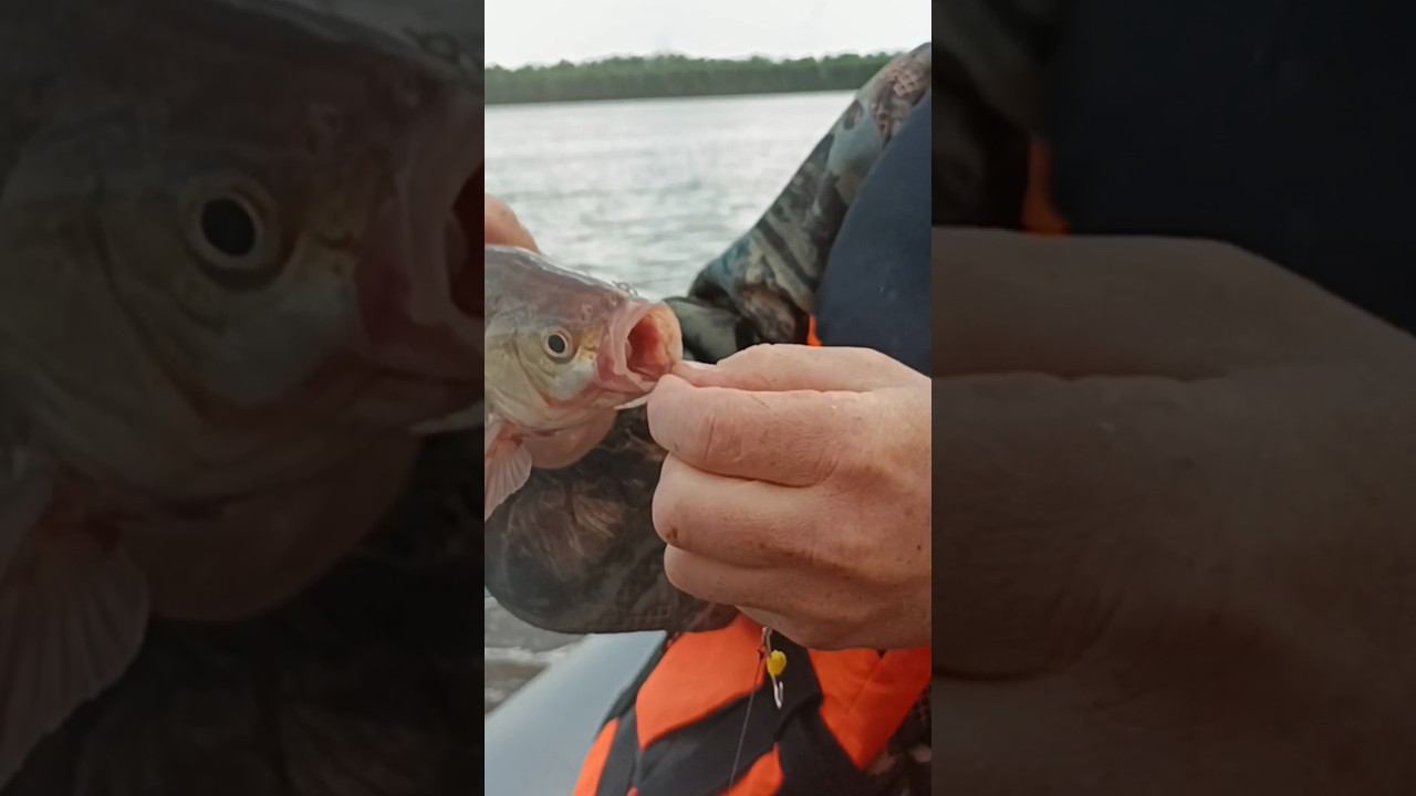 Язь с лодки смотреть онлайн