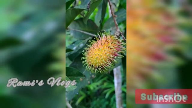Rambutan|Nephelium lappaceum| tree of the soapberry family| Sapindaceae|plant|#Shorts|Rami's Vlogs смотреть онлайн