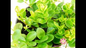 Пеперомия rotundifolia, диаметр горшка 12 см , производство Россия  300р