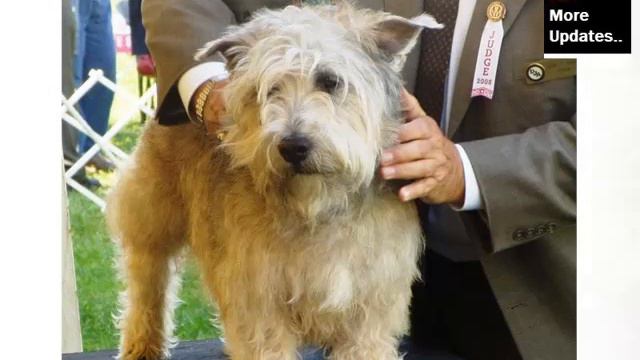 Piture Ideas Of Cute Dog Of Terrier Breed | Glen Of Imaal Terrier смотреть онлайн