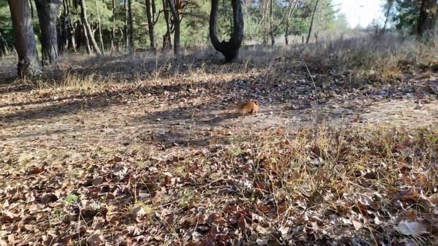 Кормлю Белочек в Лесу. смотреть онлайн