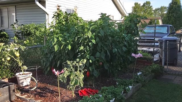 The first Giant Marconi pepper harvest of Aug 2022 смотреть онлайн