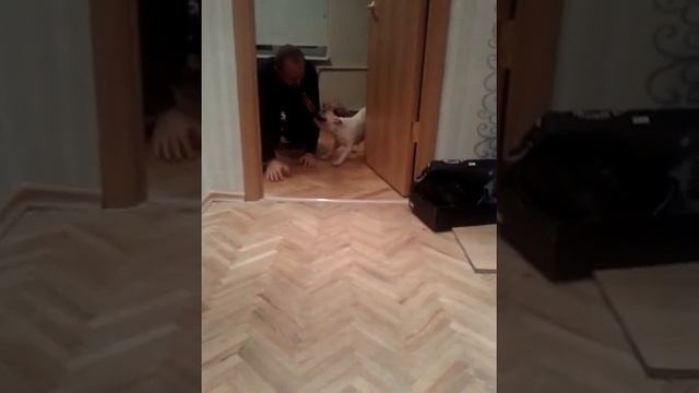 Французский бульдожка))) смотреть онлайн