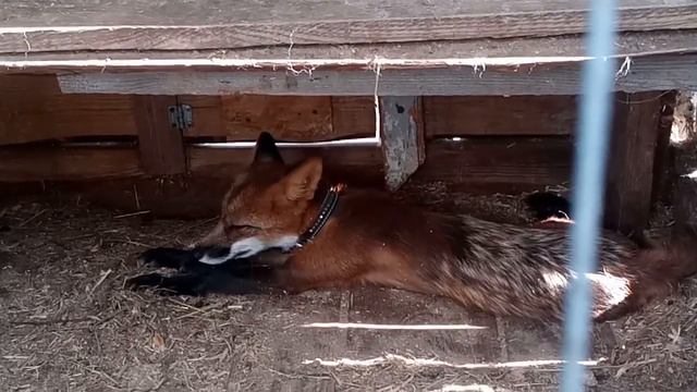 Милые животные 🤗 смотреть онлайн