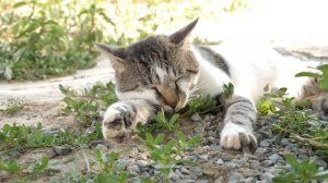 МЯУКАНЬЕ КОШЕК I МУРЛЫКАНЬЕ КОШЕК I ЗВУКИ КОШЕК #кошка #кошки