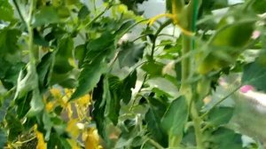 Томат Алые свечи. Обзор сорта. Выращивание томата в Сибири.