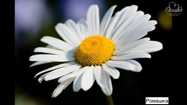 Флеш карты растения (Flashcards - Plant) смотреть онлайн